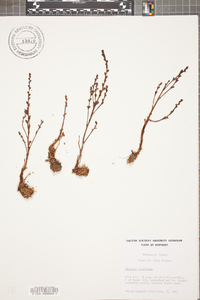 Epifagus virginiana image