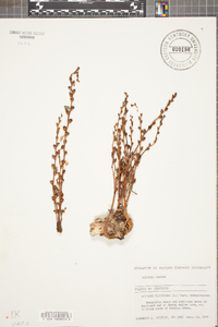 Epifagus virginiana image