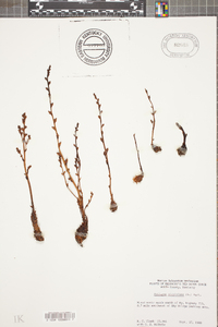 Epifagus virginiana image