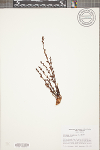 Epifagus virginiana image