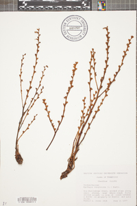 Epifagus virginiana image