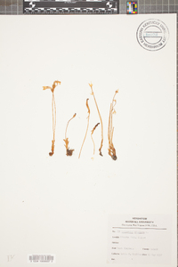 Orobanche uniflora image