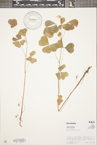 Oxalis grandis image