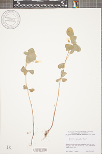 Oxalis grandis image