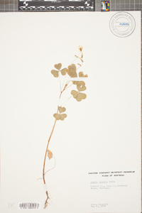 Oxalis grandis image