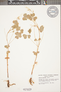 Oxalis grandis image