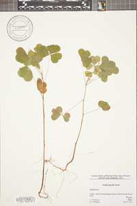 Oxalis grandis image