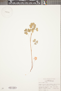 Oxalis grandis image