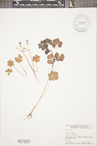 Oxalis violacea image