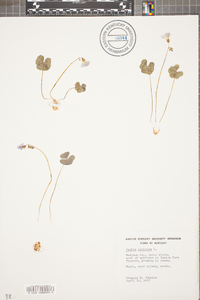 Oxalis violacea image