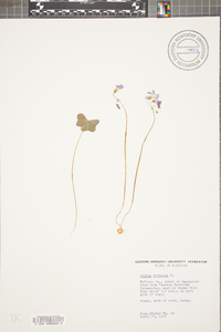 Oxalis violacea image