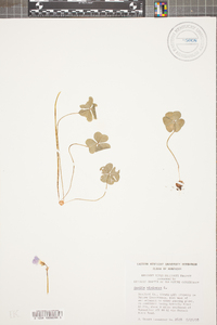 Oxalis violacea image