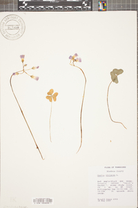 Oxalis violacea image