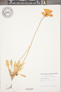 Papaver alaskanum image