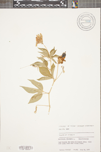 Passiflora incarnata image