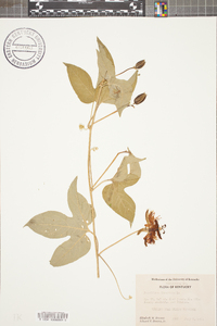 Passiflora incarnata image