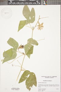 Passiflora incarnata image