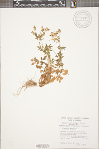 Polemonium reptans image