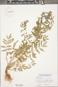 Polemonium reptans image