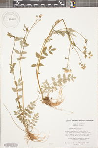 Polemonium reptans image