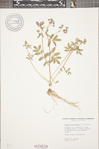 Polemonium reptans image