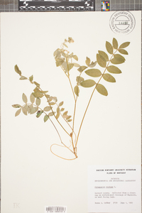 Polemonium reptans image