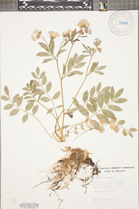 Polemonium reptans image