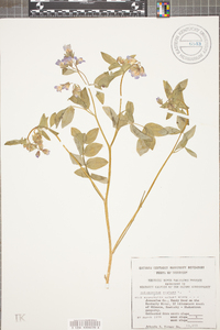 Polemonium reptans image