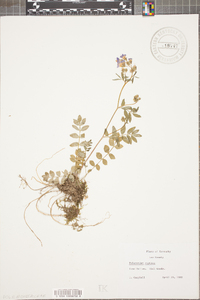 Polemonium reptans image