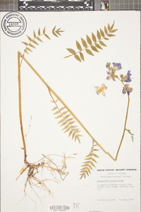 Polemonium pulcherrimum image