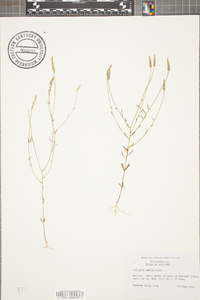 Polygala ambigua image