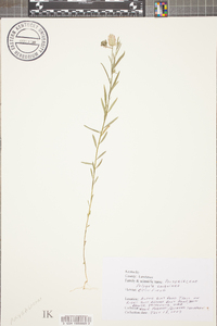 Polygala sanguinea image