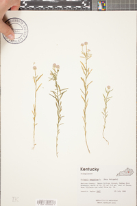 Poa saltuensis image