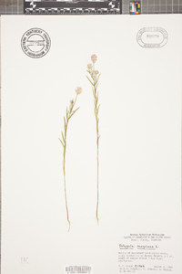 Polygala sanguinea image