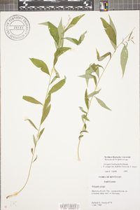 Polygala senega image