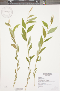 Polygala senega image