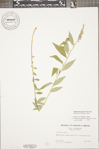 Polygala senega image