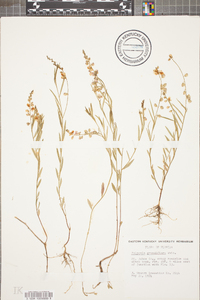 Asemeia grandiflora image