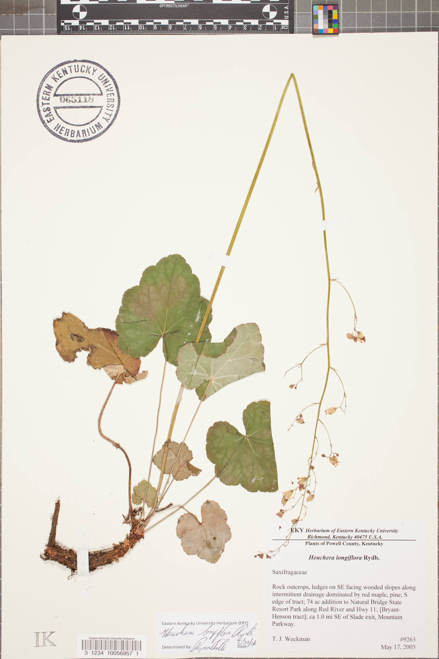 Heuchera longiflora image