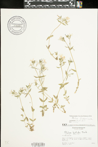 Phlox bifida image