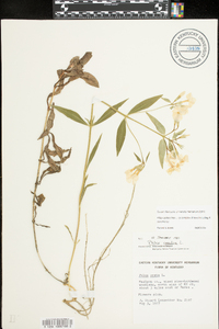 Phlox glaberrima image