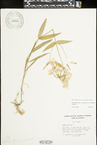 Phlox glaberrima image