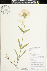 Phlox glaberrima image