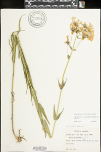 Phlox glaberrima image