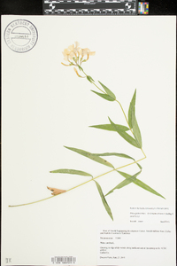 Phlox glaberrima image