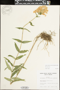 Phlox maculata image