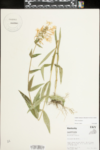 Phlox maculata image