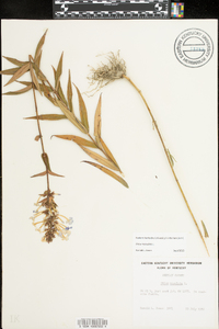 Phlox maculata image