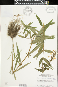 Phlox maculata image