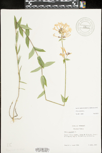 Phlox maculata image